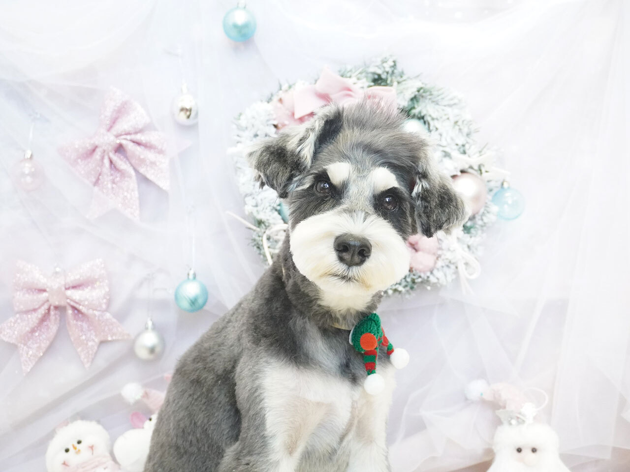 Dogsalonchume_ドッグサロンチュメ