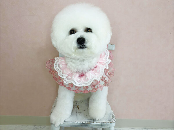 dog salon haran（小型犬専門店）