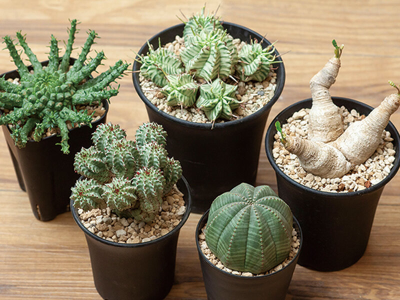 STELLA PLANTS［特集］（石川県 県庁・駅西周辺 / 生活関連サービス