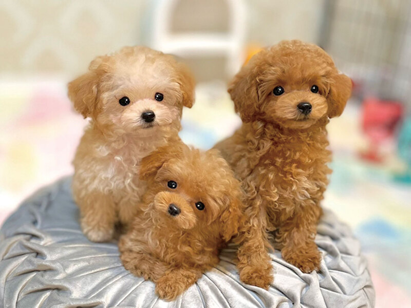 トイプードル専門店R（石川県 金沢西部・御経塚 / ペット・動物